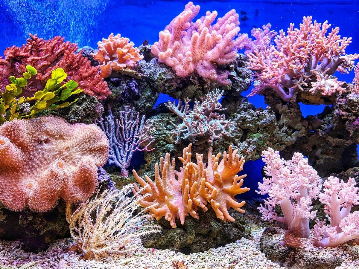 Tubifex Worm Fry & Baby Food, Fine Tubifex Worms for Marines & Tropicals. Bottle