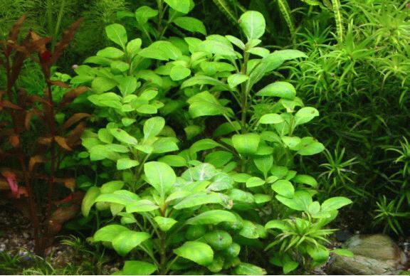 Lobelia Cardinalis Pot Cardinal Freshwater Live Aquarium Plant Tropical.
