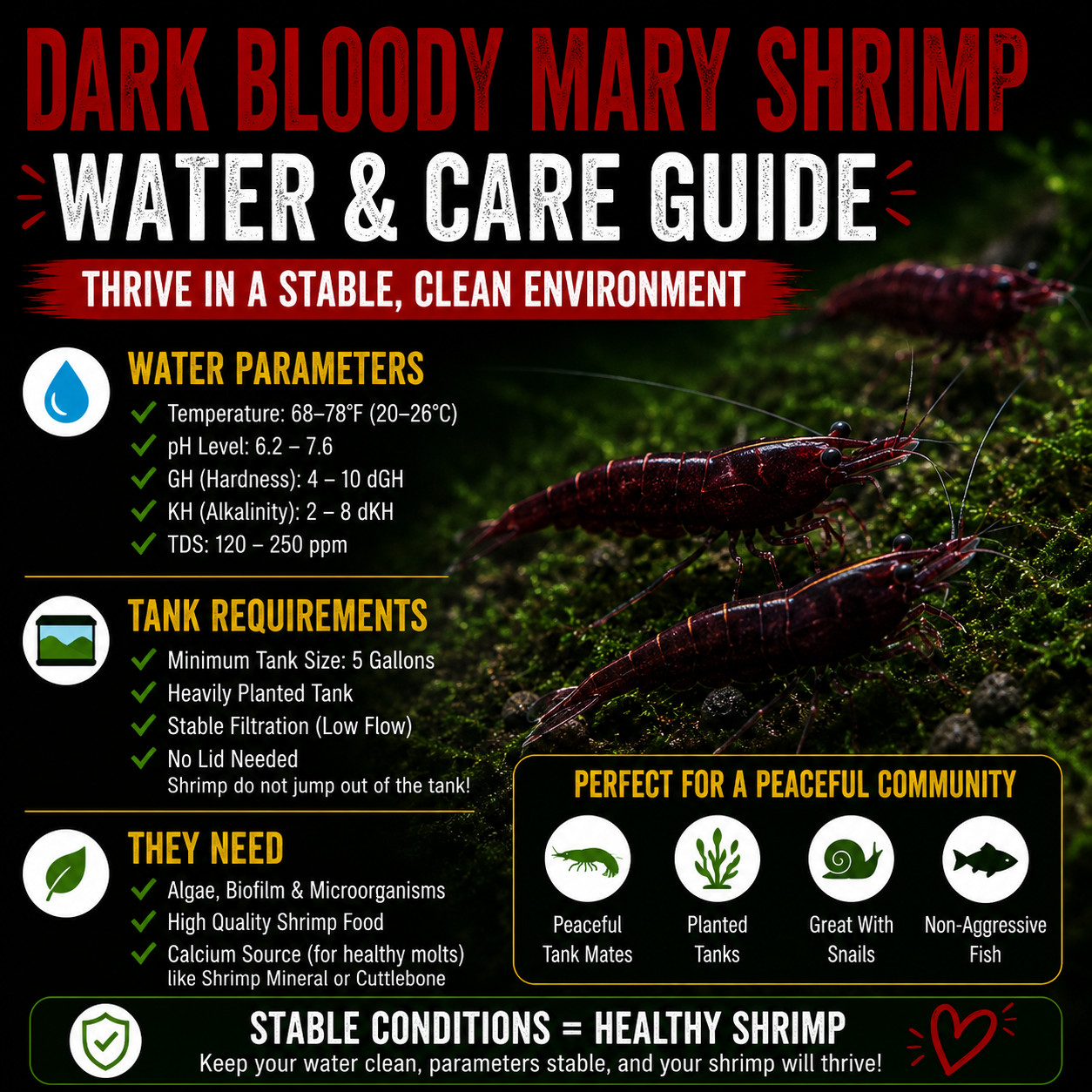 20+4 Dark Bloody Mary Shrimp Live Neocaridina Freshwater Aquarium Shrimp