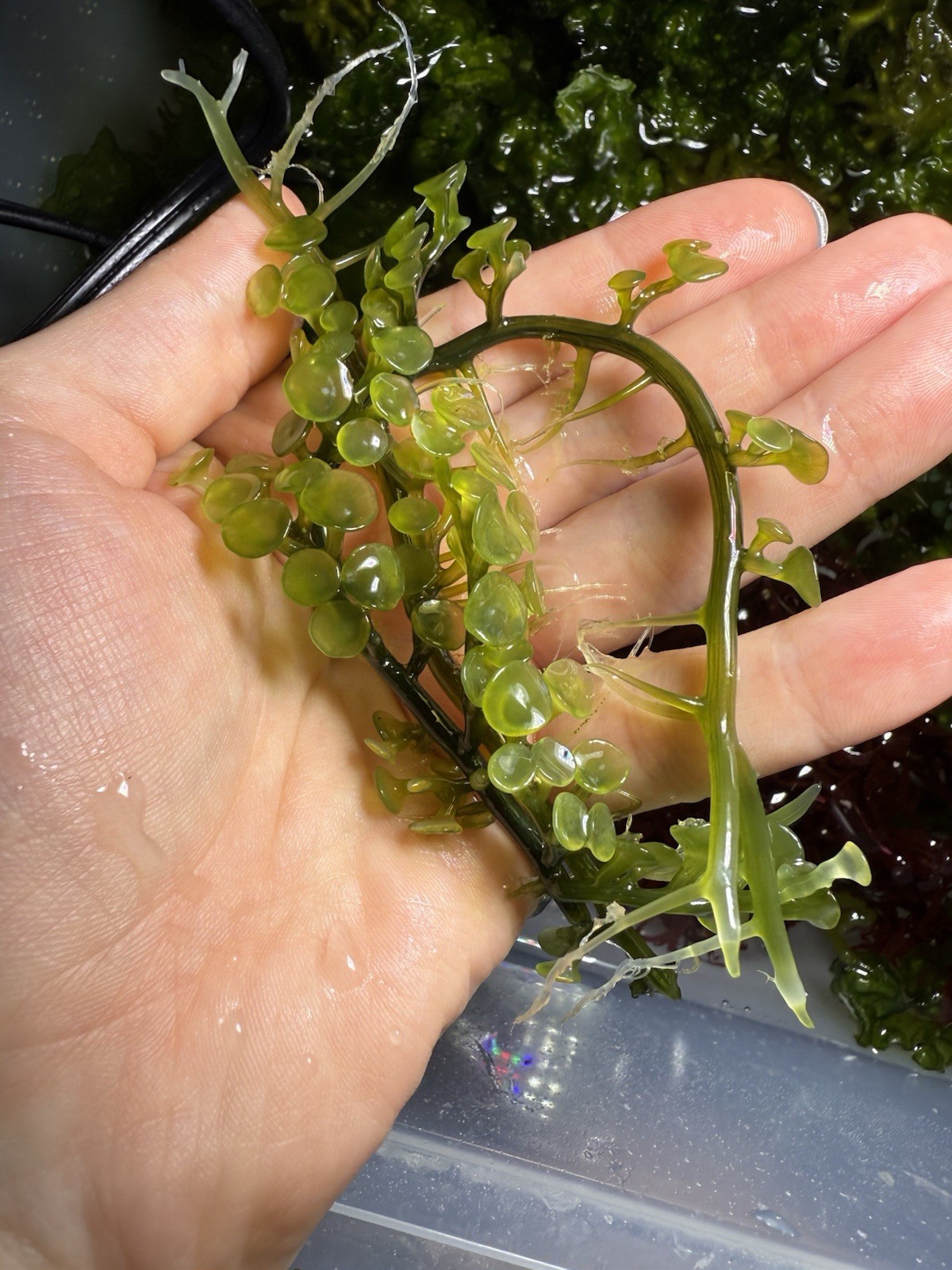 Caulerpa racemosa var. Peltata, Suction Cup Live Aquarium Macro Algae 3” Cutting