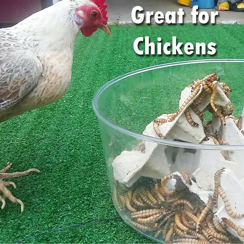 5-44LBS Bulk Dried Mealworms High Protein Non-GMO Wild Birds Fish Treats USA