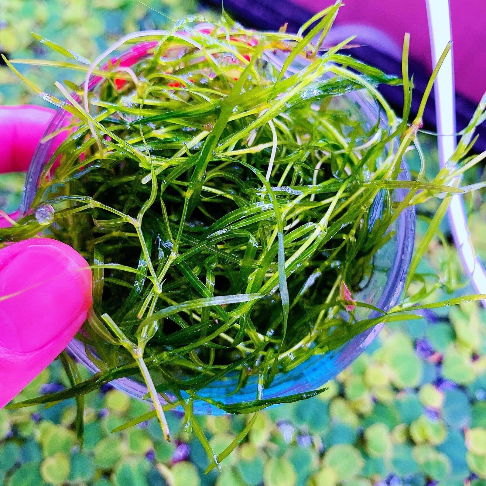 1 Cup Guppy Grass Live Aquarium Plan Aquatic Plant Buy 2 Get 1 Free