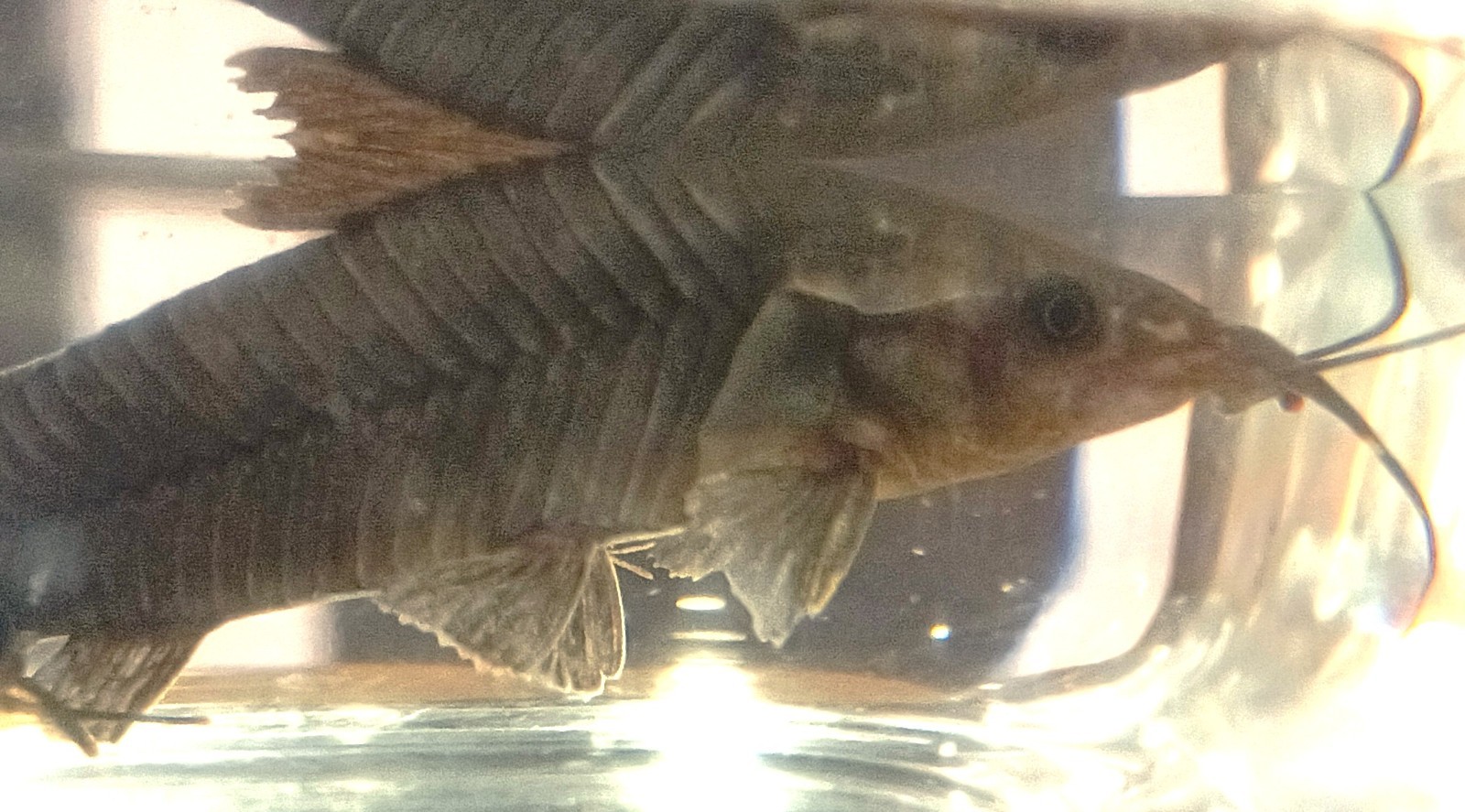 2 Brown Hoplo Catfish or Armored Catfish Will Reach 6″ In Length