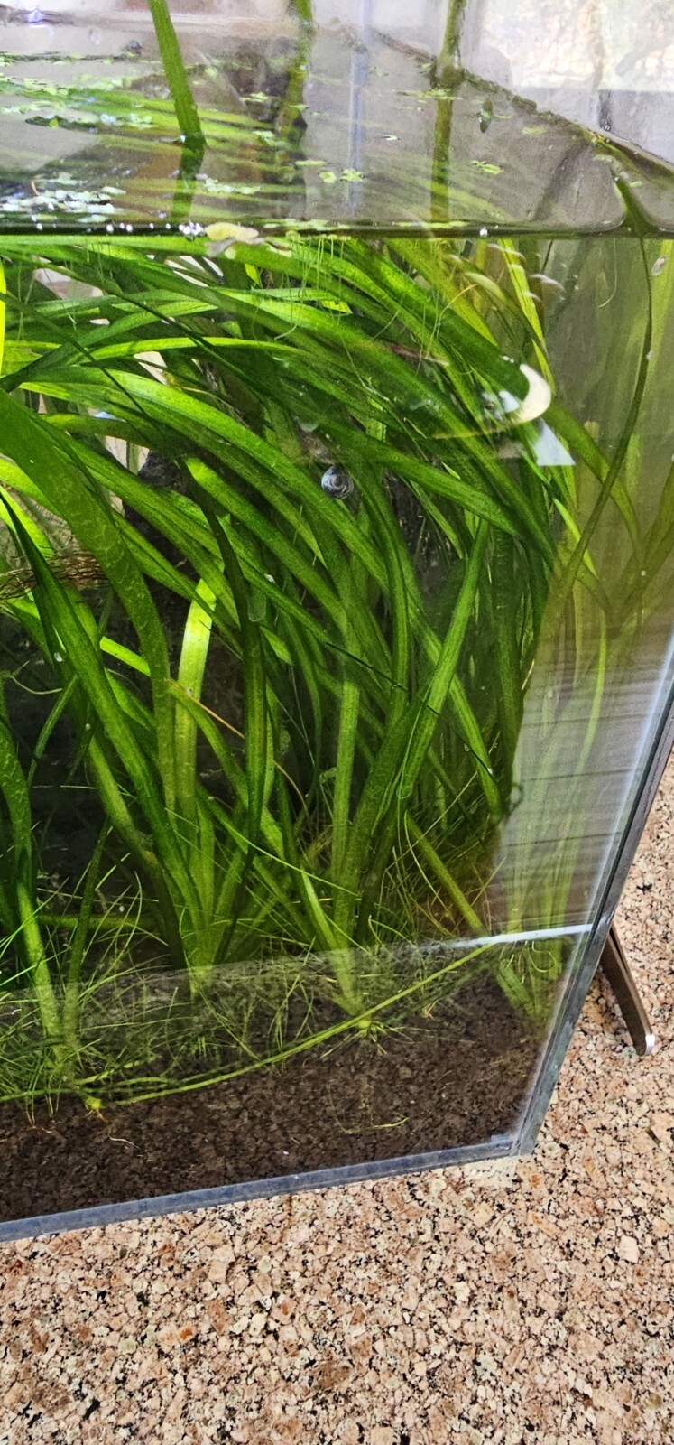 4+ Italian Valisneria Val Spiralis Italian Live Aquarium Plants