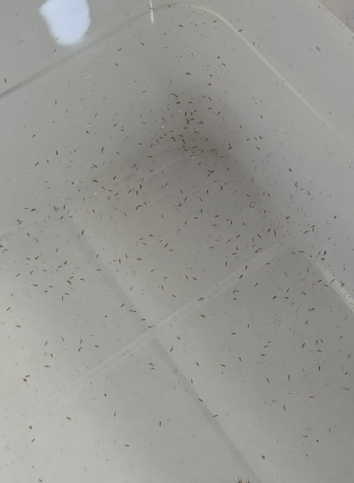 1000 #LIVE MOINA + DAPHNIA + 2gr food Starter Culture Buy 2 Get 1 Free