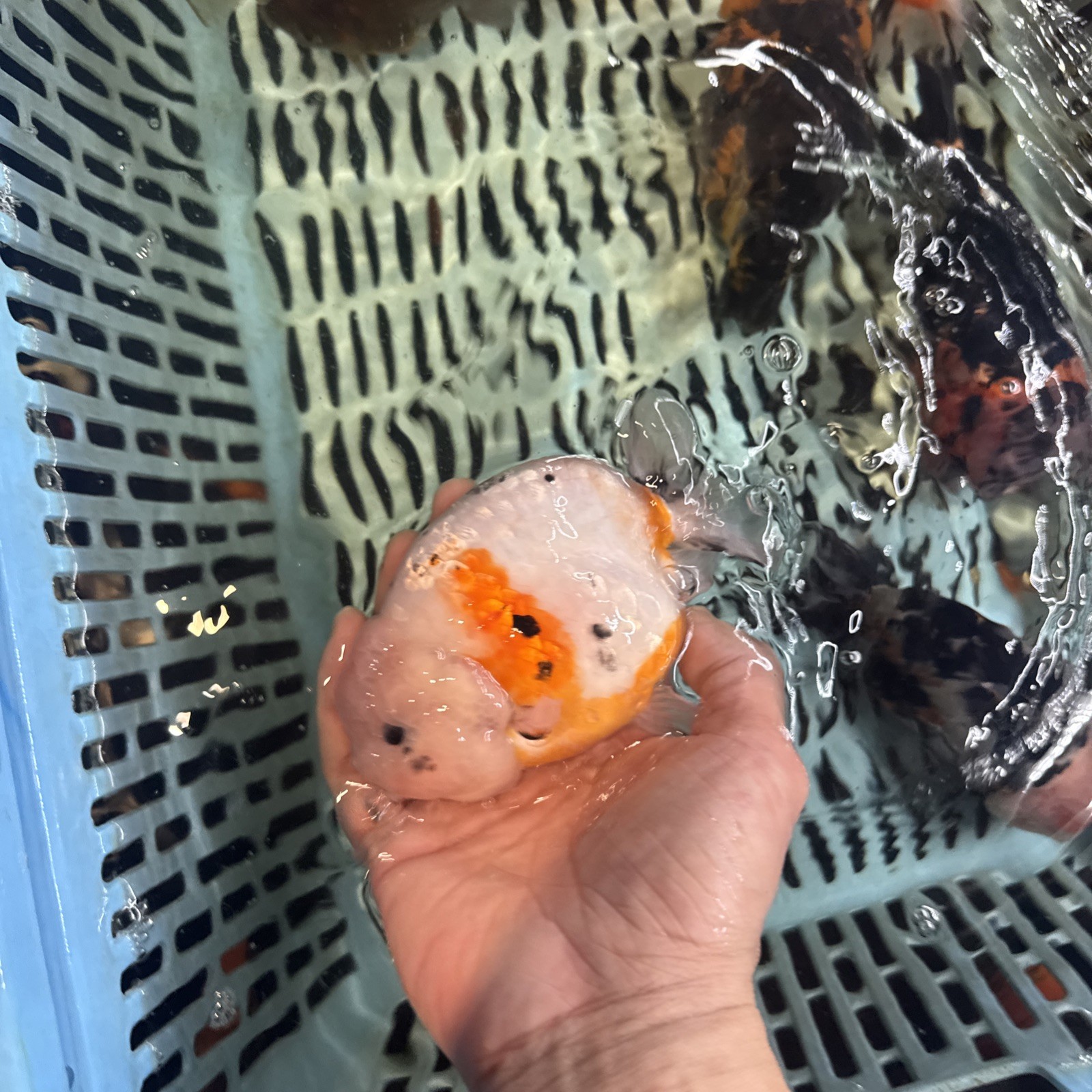 Ranchu goldfish 6 Inches Live Fish