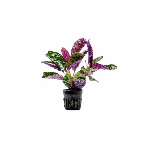 Purple Waffle Plant Live Hemigraphis Alternata Indoor House Easy Care