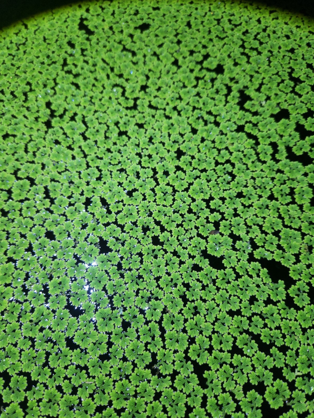 50-200+ Live Azolla Floating Aquarium Plants + BONUS FLOATER PLANT -Fast Growing