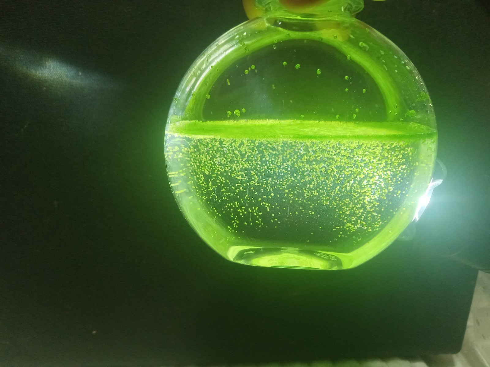 Wolffia Globosa, Worlds smallest flowering Floating plant, Micro Aquarium. Easy