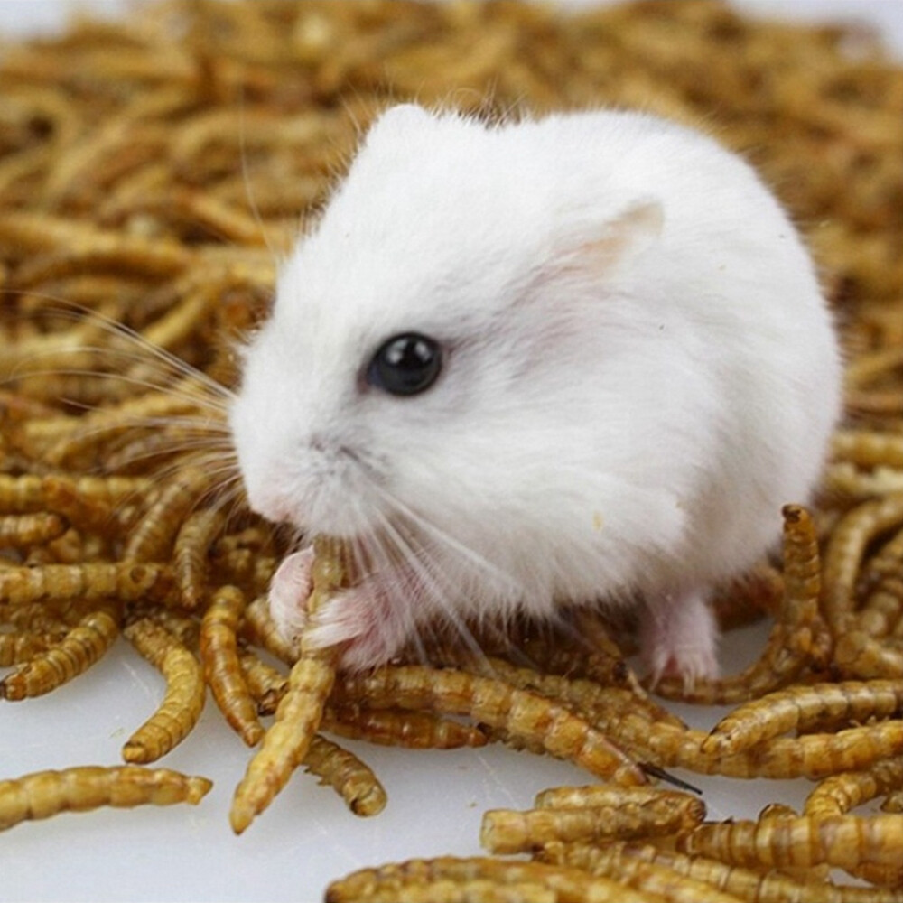 Bulk Dried Mealworms for chickens Birds Bluebirds Hamsters Hen Meal Worms Lot
