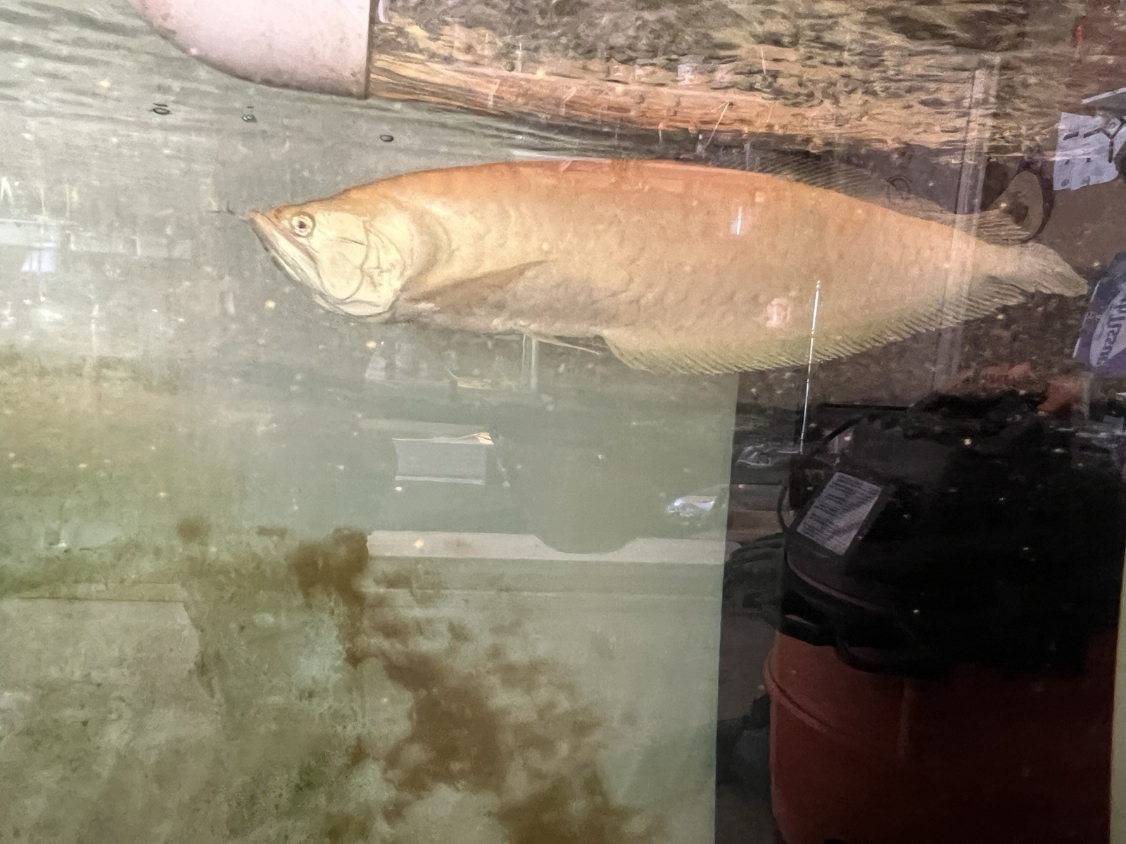 Arowana – Aggressive Tropical Freshwater Live Aquarium Fish Male (Expert)