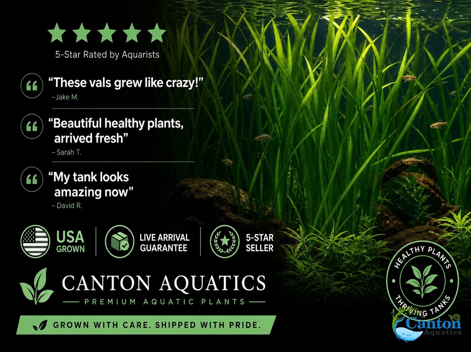 18 Plant Pack Valisnaria Vals Live Aquarium Plants