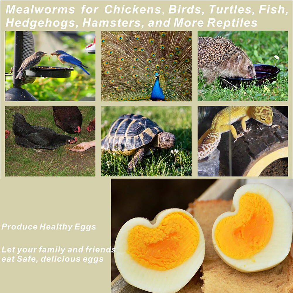 LUCKYQ Organic Dried Mealworms For Chicken Treats Duck Feed Organic Meal Worms