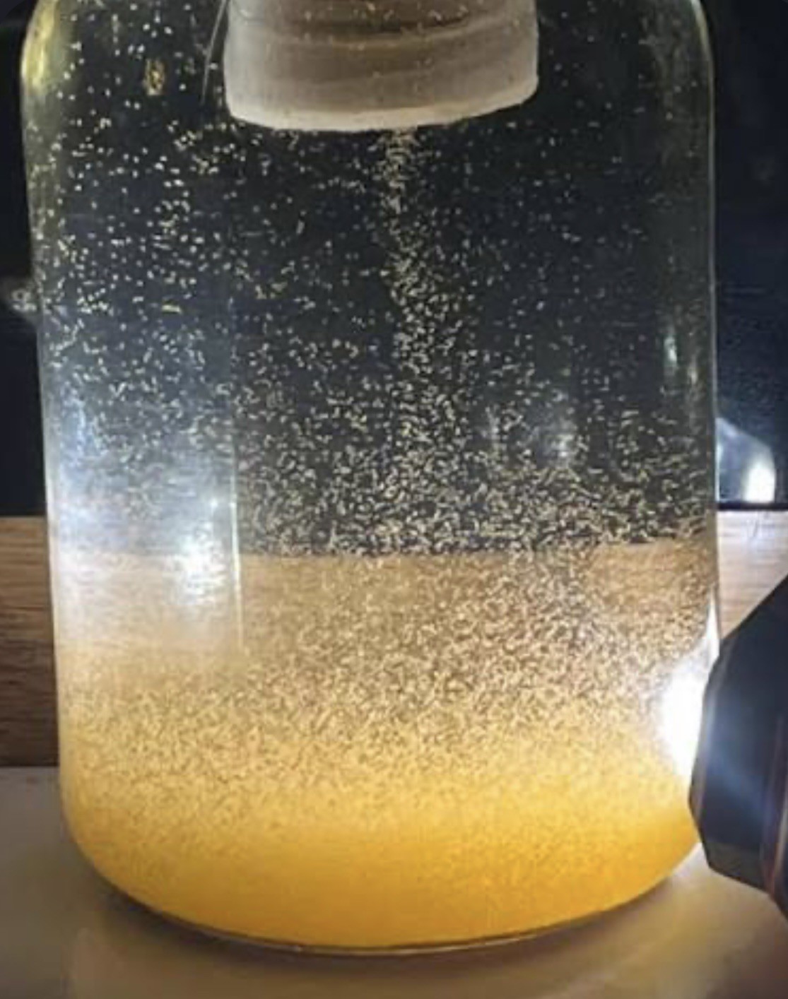 Freshly Hatched Brine Shrimp