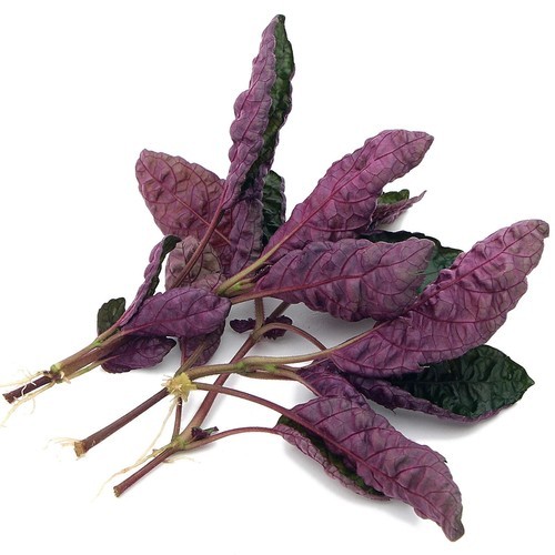 Purple Waffle Plant Live Hemigraphis Alternata Indoor House Easy Care