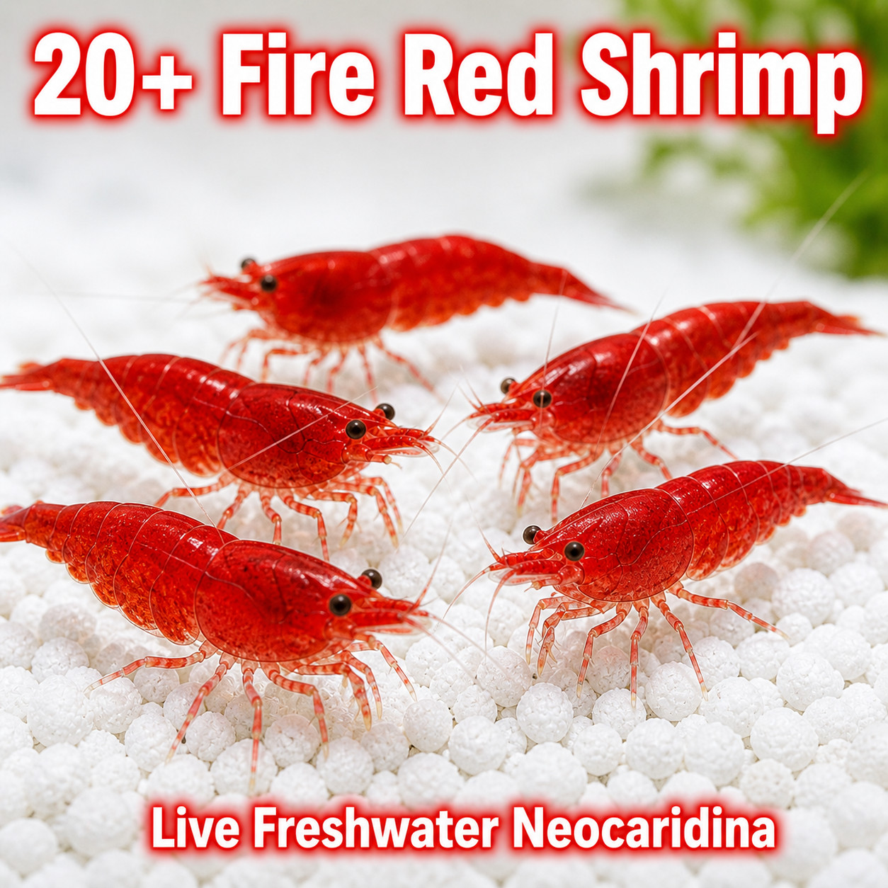 20+ Fire Red Shrimp Live Neocaridina Freshwater Aquarium Live Arrival guarantee