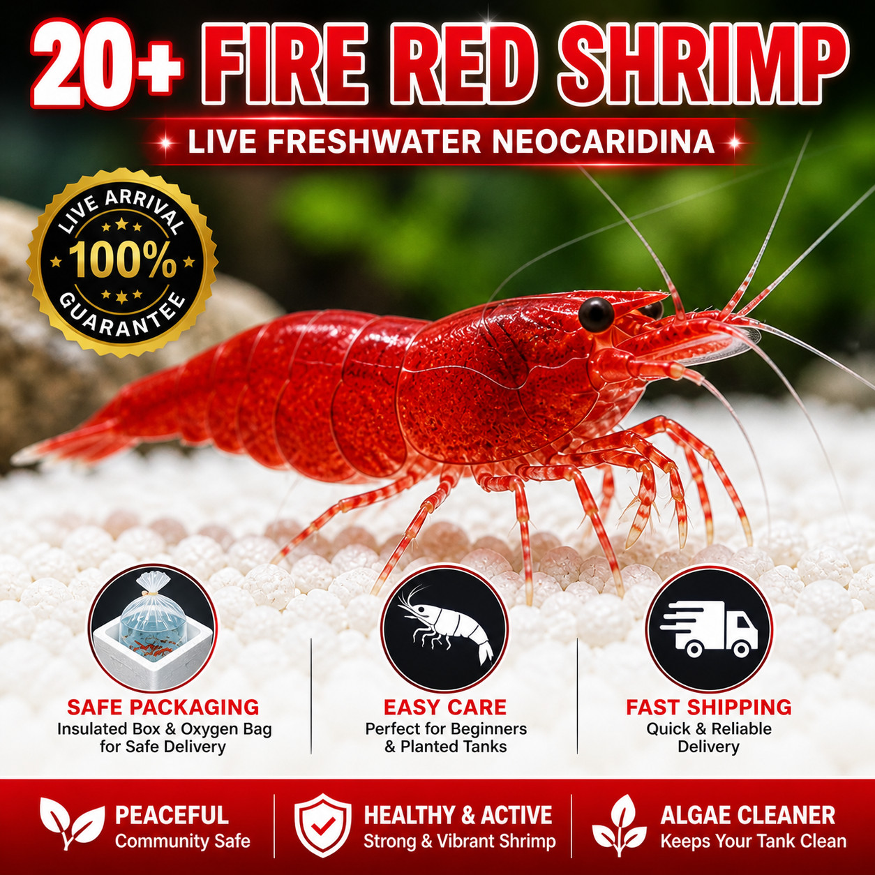 20+ Fire Red Shrimp Live Neocaridina Freshwater Aquarium Live Arrival guarantee
