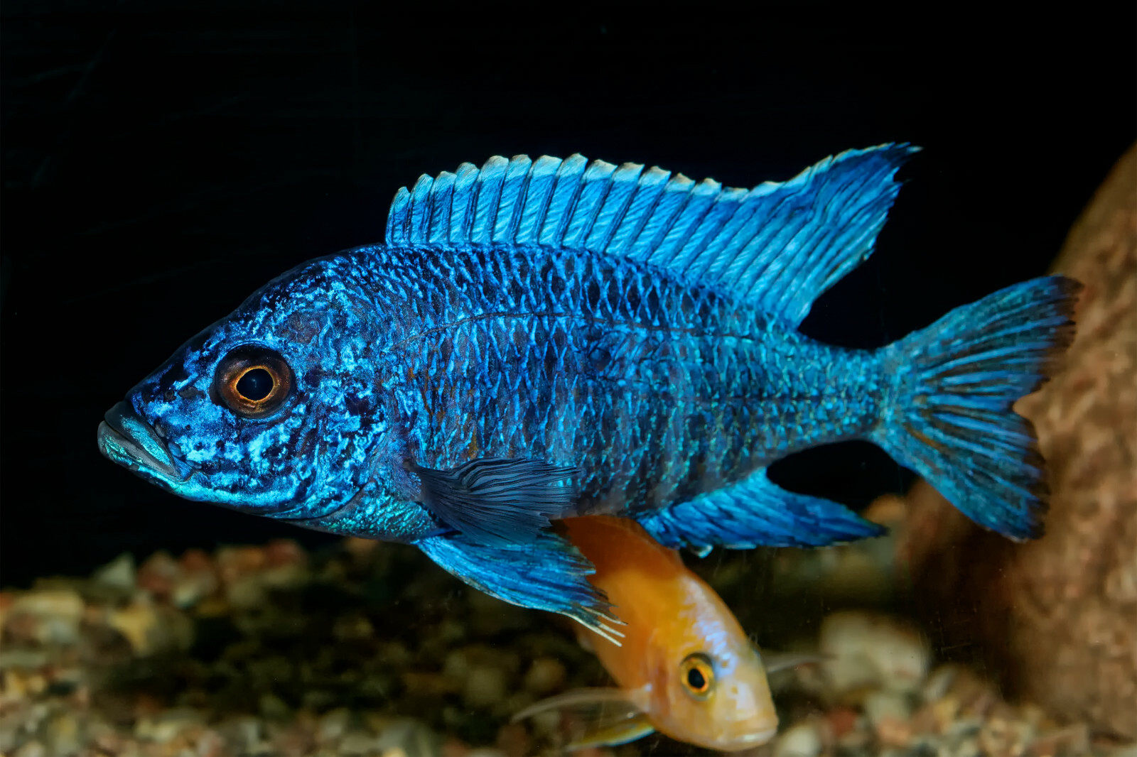 ABF CORY CATFISH INSECT & KELP MIX,Garlic,Spirulina,Pleco,Bottom Feeders,ABF300