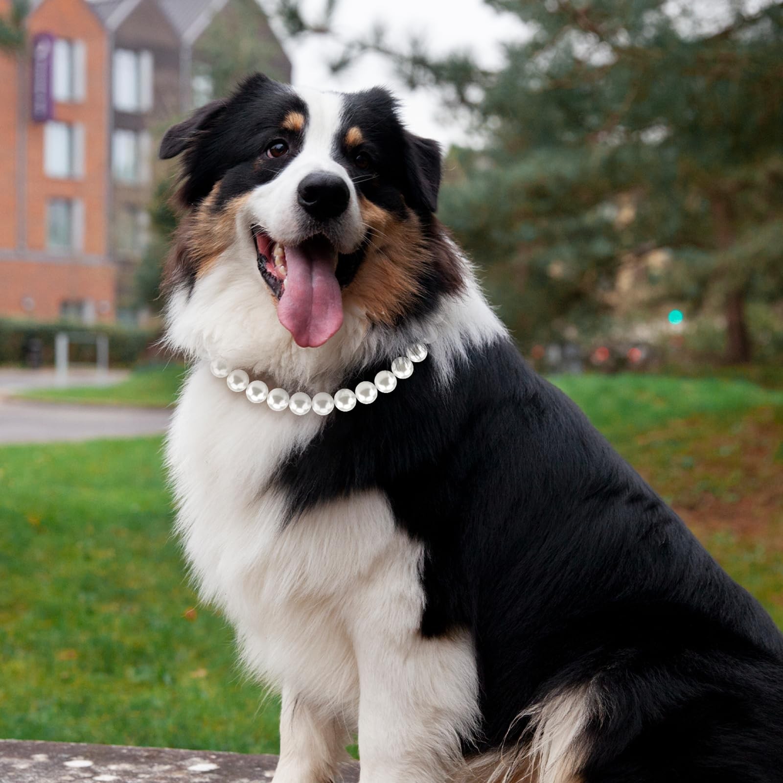 Chunky Pearl Dog Necklace (Beads 19mm) with Strong Stainless Steel Wire Rope