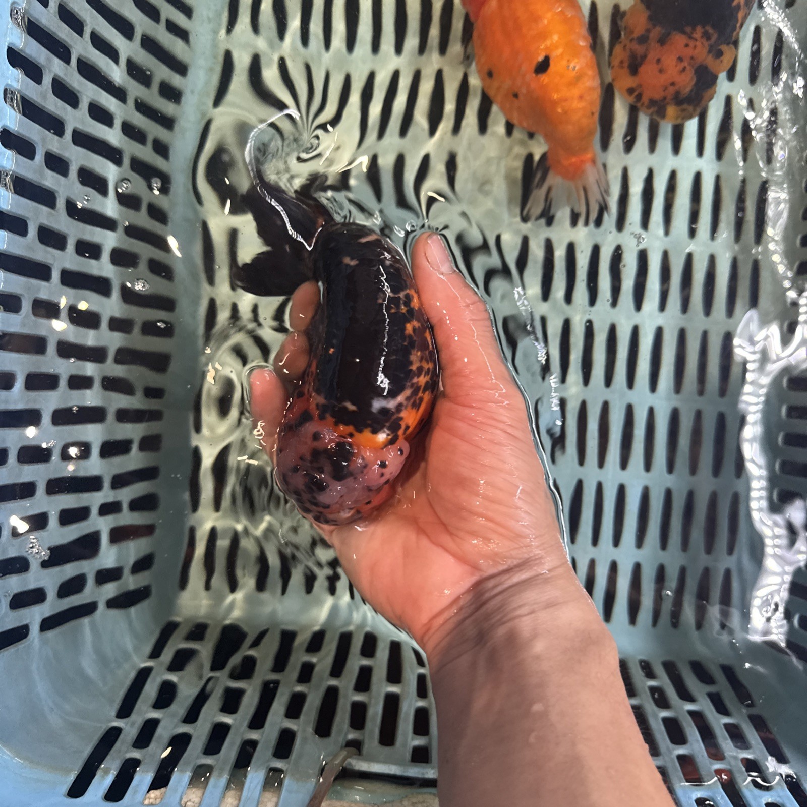 Ranchu goldfish 6 Inches Live Fish