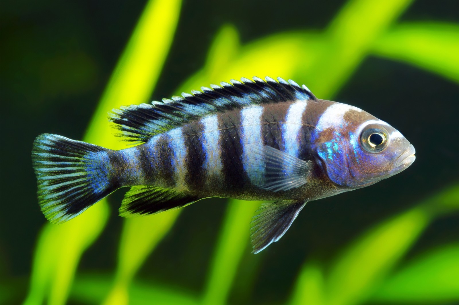 Ultra+Sinking Veggie/ Blackworm Pellet Mix 3.0mm ,Cichlids,Mbuna,Tropheus,A463