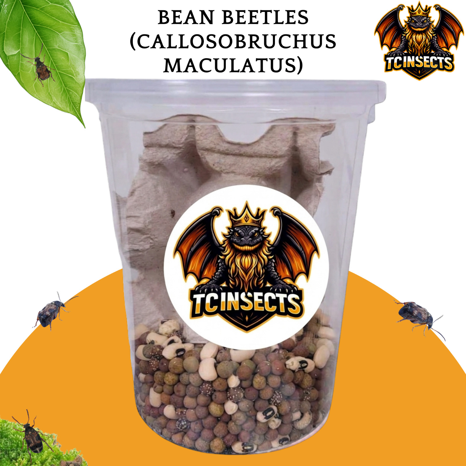 TC INSECTS Bean Beetles Live Culture (Callosobruchus maculatus) Feeder Insects