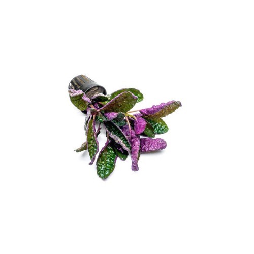 Purple Waffle Plant Live Hemigraphis Alternata Indoor House Easy Care