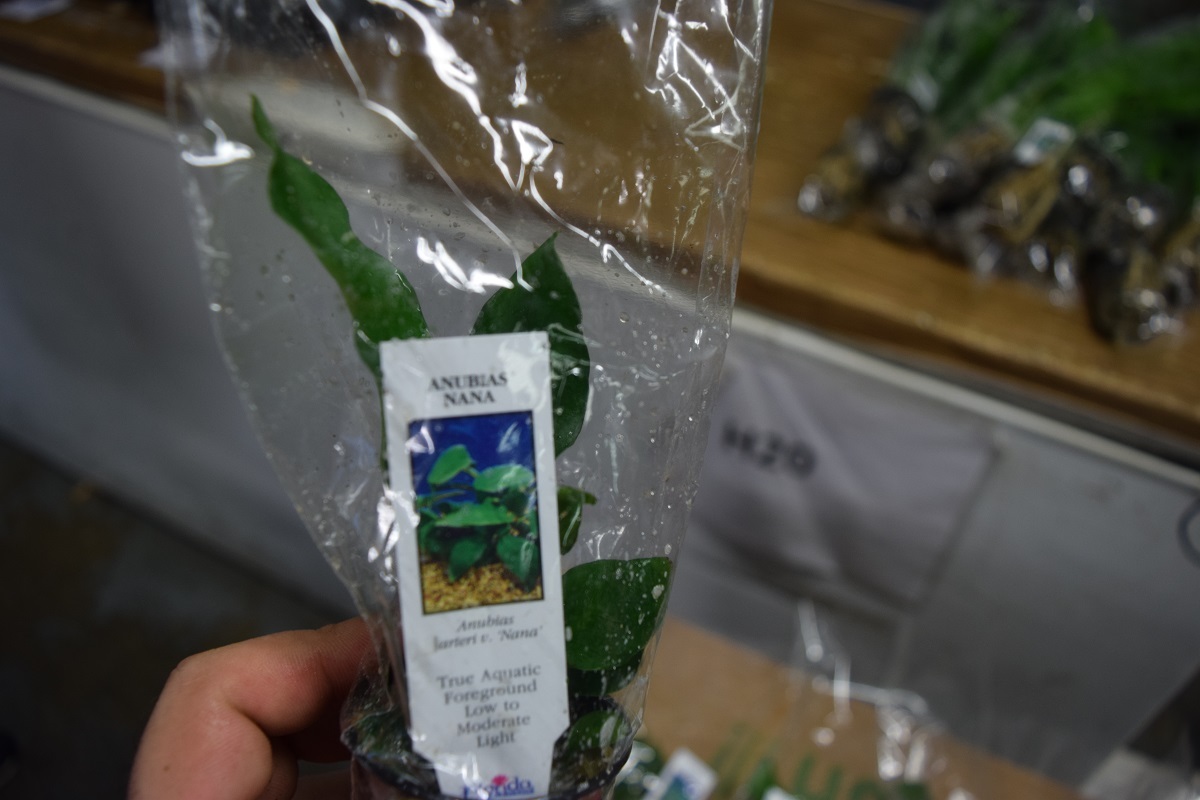 6 Pots of Anubia nana plants Easy Aquarium aquascaping planted tank super easy