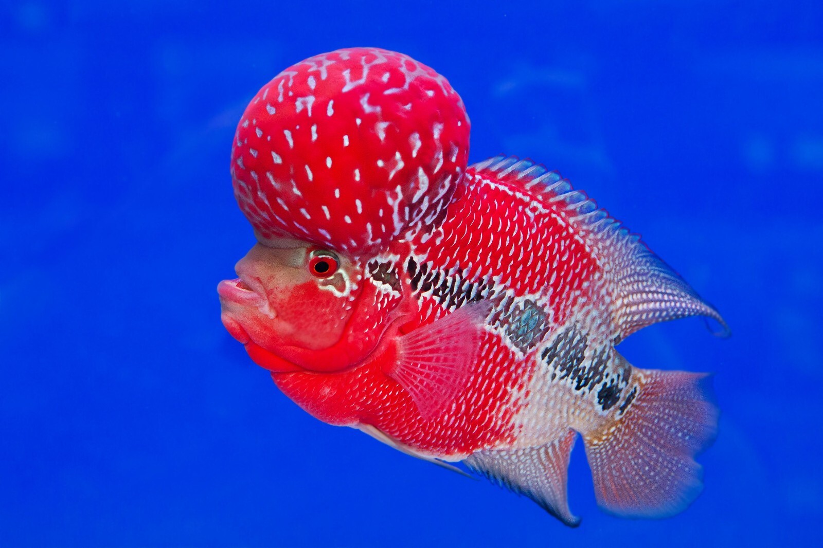 3mm Pearl Flowerhorn Floating Color Pellets, Also Cichlids & Tropicals