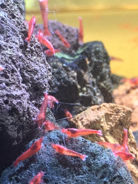 20 Hawaiian Red Shrimp Opae Ula Halocaridina Rubra Volcano Shrimp + Food