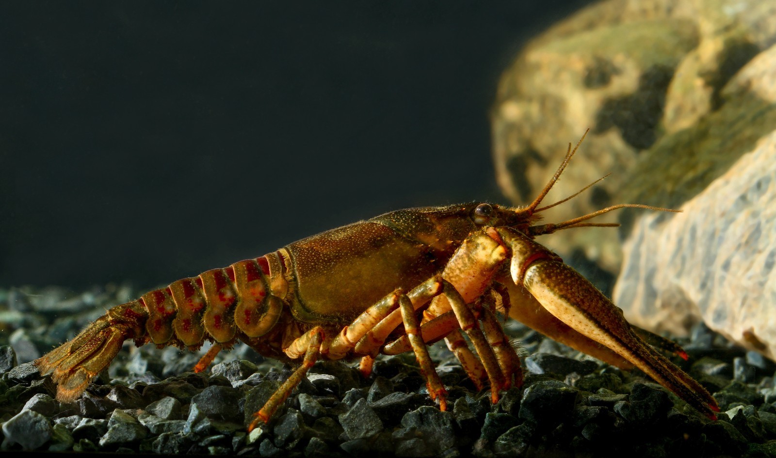 Super Spirulina Wafer & Stick Mix, -Shrimp,crayfish,Snails,Catfish,PlecoABF326