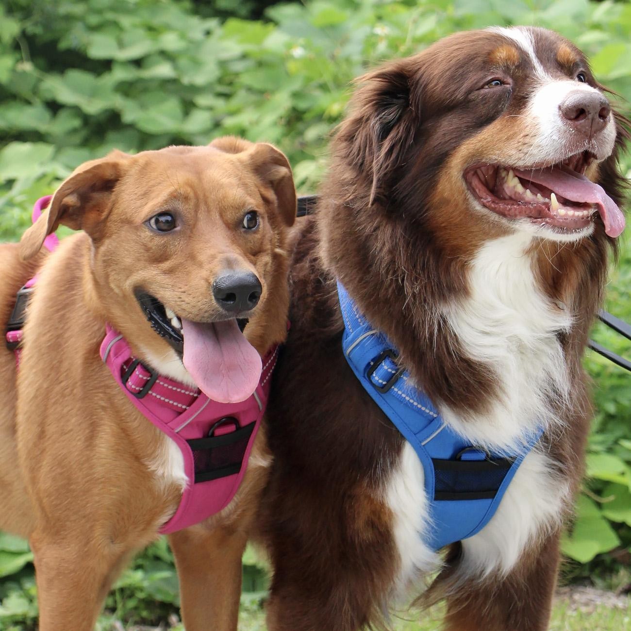 Doggie Design Dog Harness Venture Paw Pull Control Mountain Lake Size XS-XL NEW