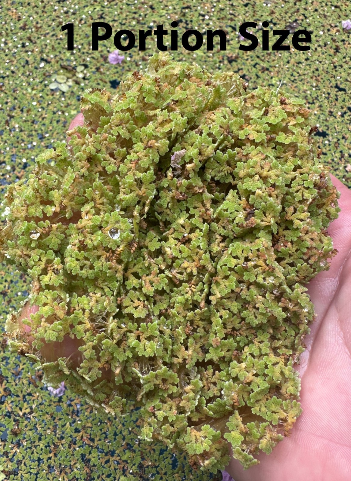 Azolla caroliniana Fairy Moss Live Floating Aquarium Pond Plant multi sizes