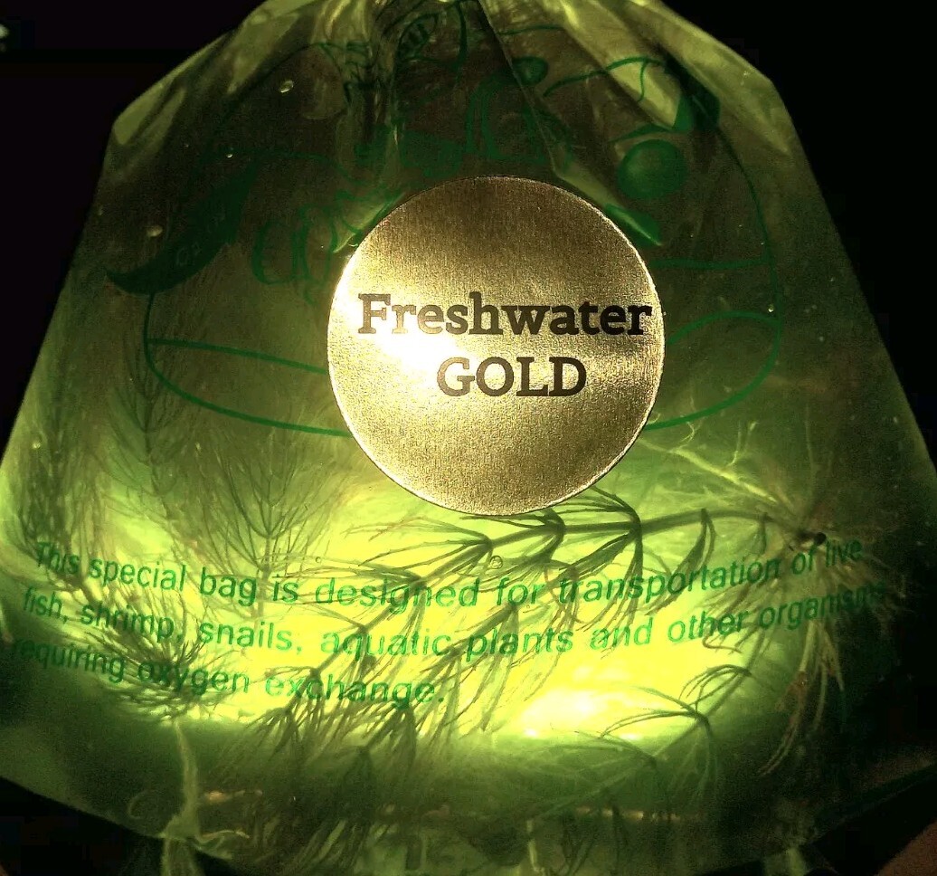 SALE! Freshwater GOLD! Instant Nitrogen Cycle! Daphnia+ Scuds+ blackworm+Plants!