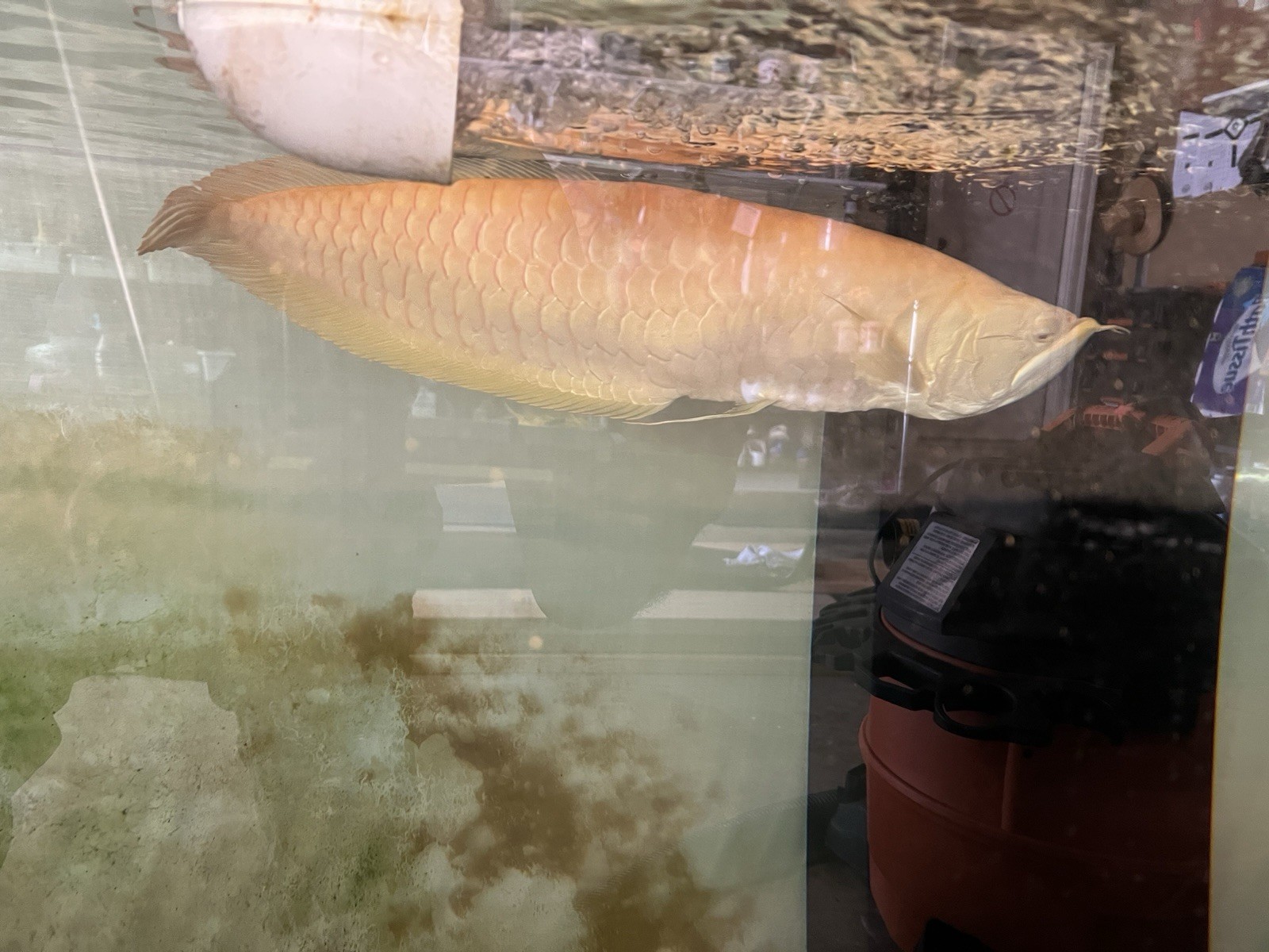 Arowana – Aggressive Tropical Freshwater Live Aquarium Fish Male (Expert)