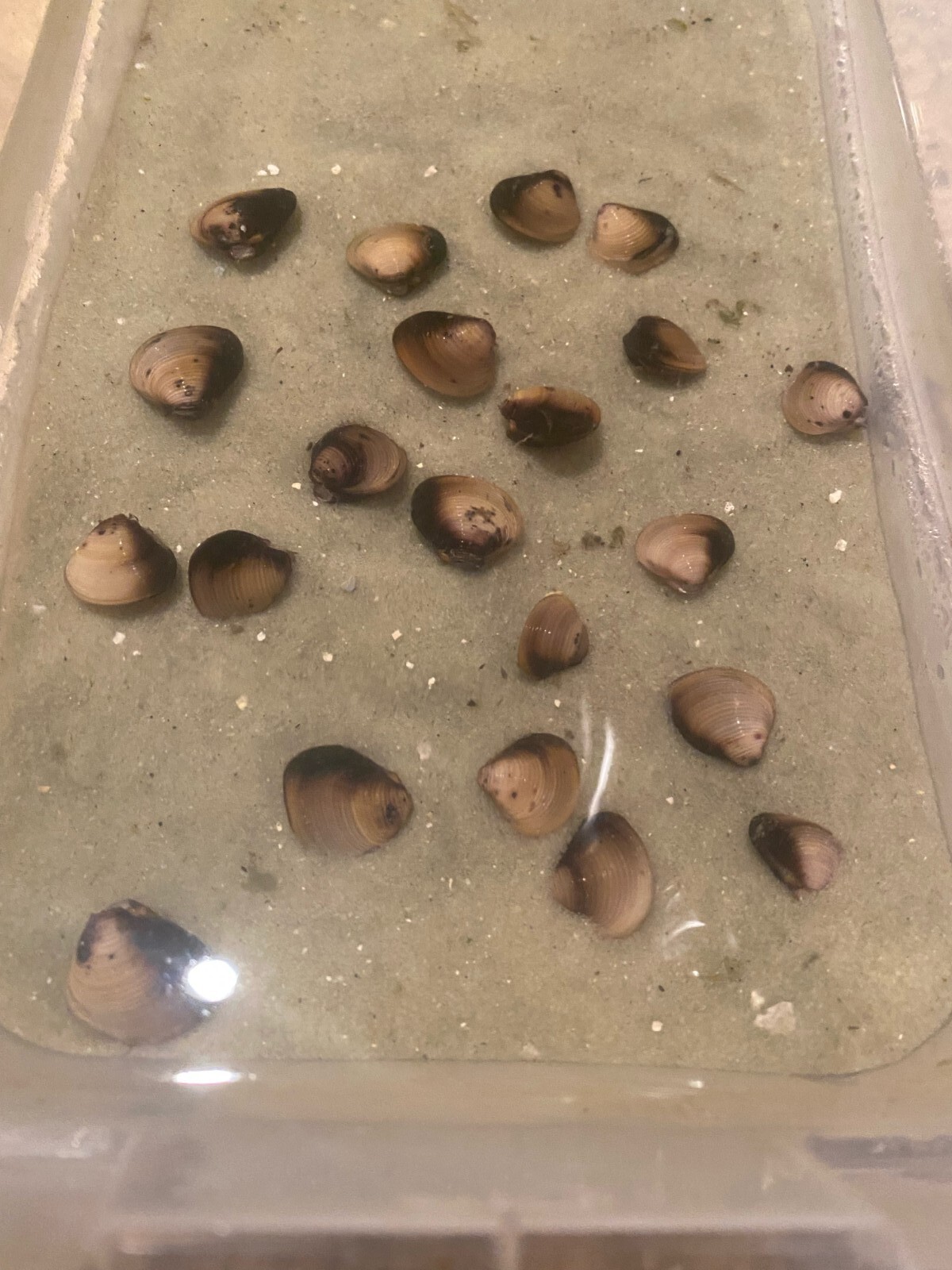 10 Live Freshwater Clams: Perfect For Aquariums And Ponds