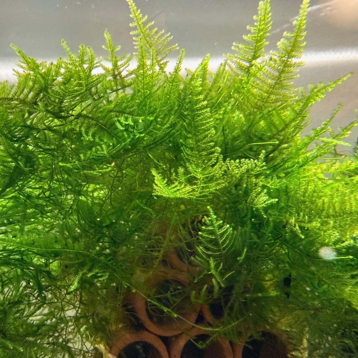 Large portion of Christmas Moss. 2 cups of 3.25 oz each. Submerged