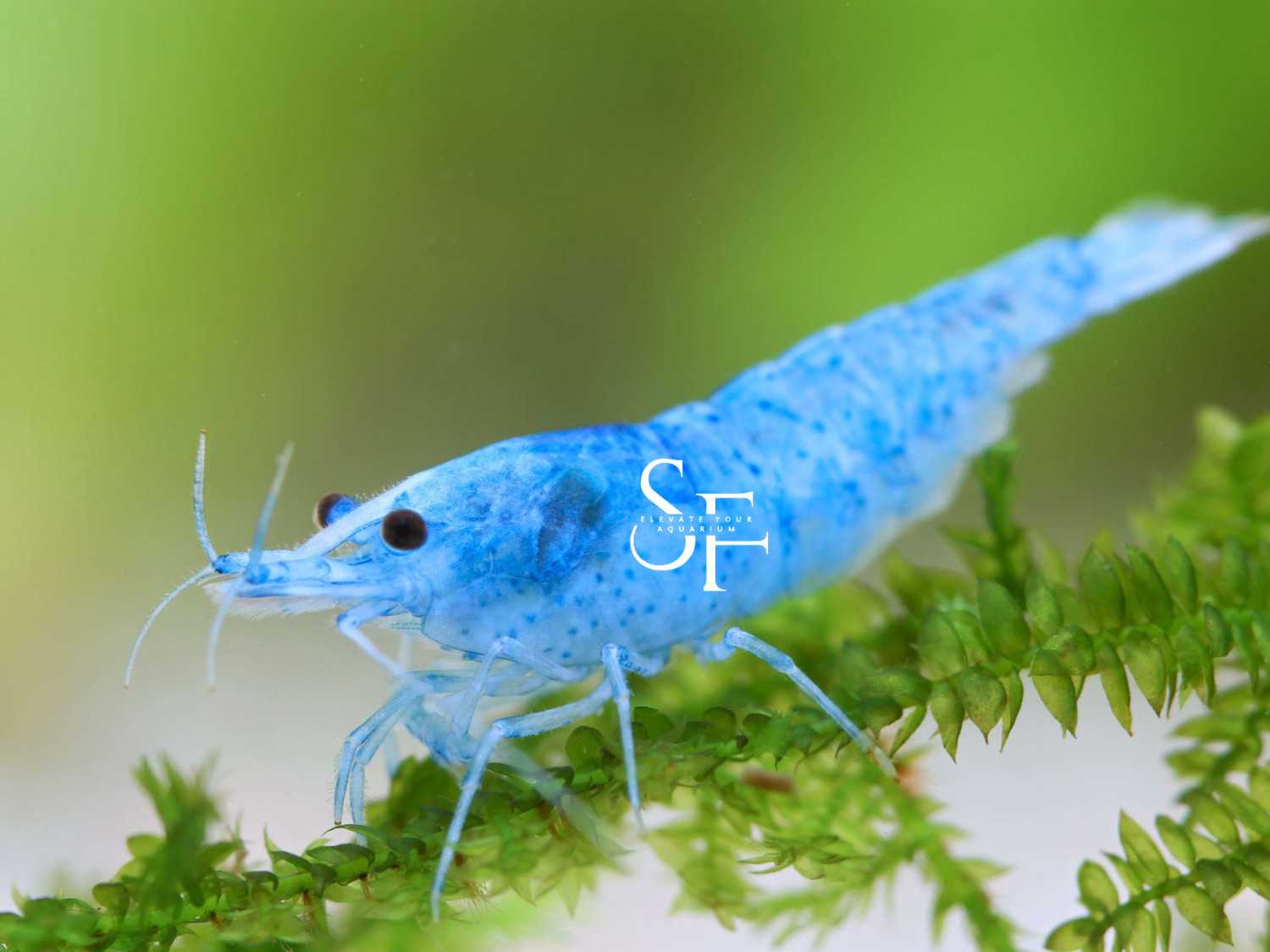 20 +2 BLUE VELVET Neocaridina Shrimps Live Arrival Guarantee