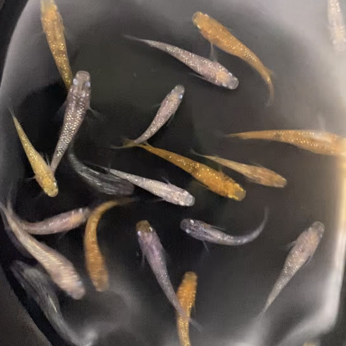 10 Medaka, Glitter Mix Japanese Rice Fish, Easy Hardy Aquarium/Pond Fish