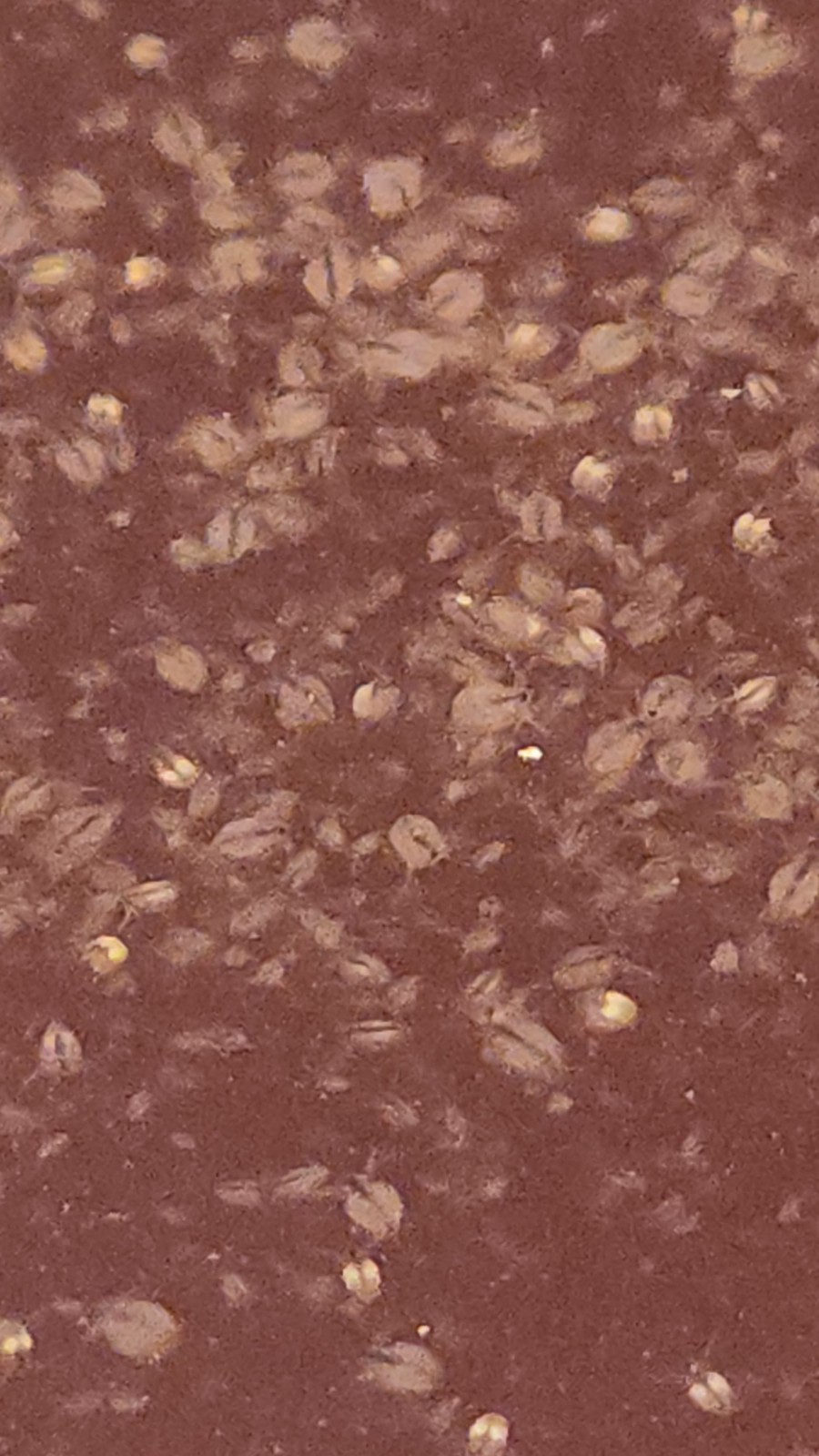 1000 #Moina Starter Culture #live fish food BUY 2 GET 3, 2 DAY SHIPPING