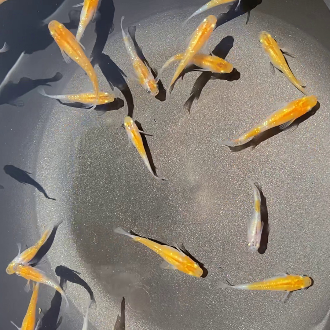 Lot of 8 Medaka, Tricolor Glitter Sanshoku Japanese Rice Fish,Aquarium/Pond Fish