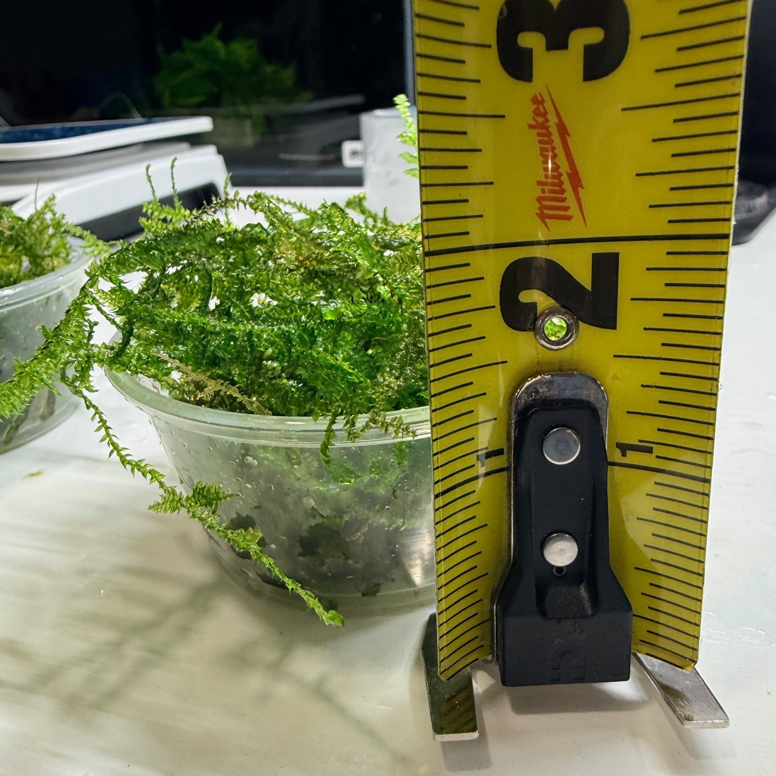 Large portion of Christmas Moss. 2 cups of 3.25 oz each. Submerged