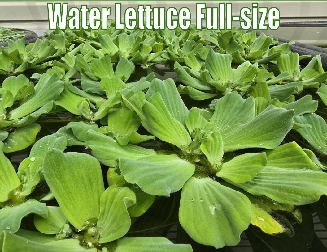Water Lettuce Large Size Full Size Freshwater Pond Plants Aquarium Live Pistia