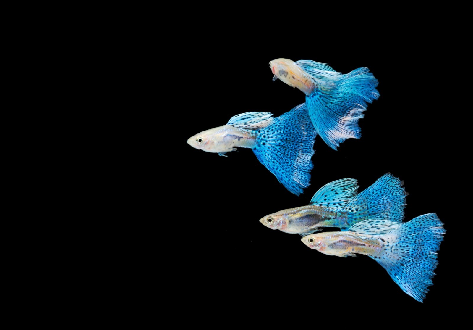 Guppy Flake, Guppy Food,Guppies,Tropical Fish, Endlers,most small Fish,ABF306