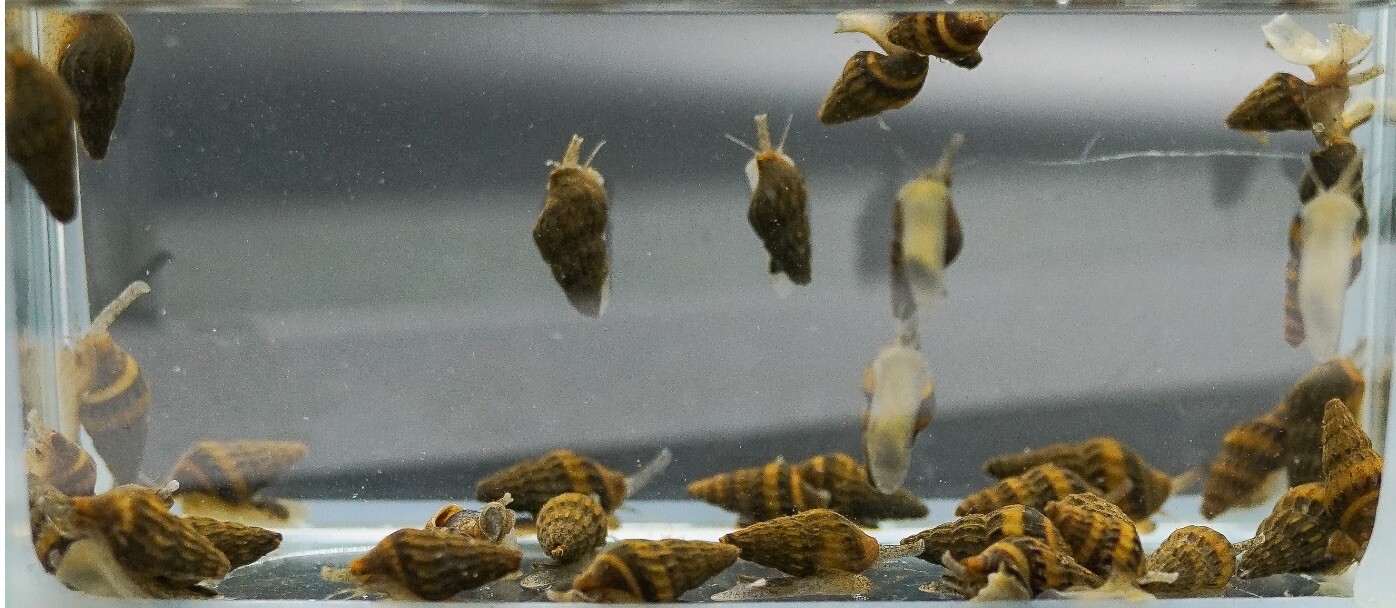 50 (+3 DOA) 1.0 – 2.0 cm Assassin Snails (Heat Pack Included)