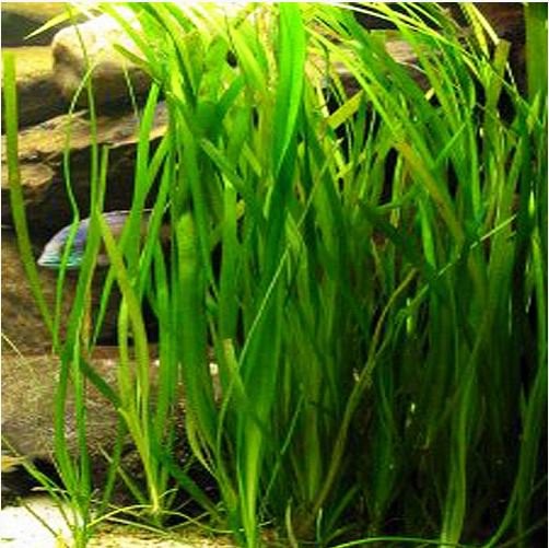 Vallisneria Spiralis “Italian” – 2 Live Aquarium Plants (B2G1)