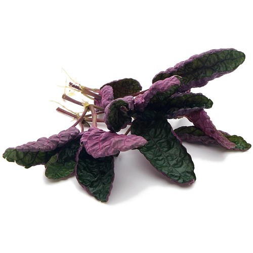 Purple Waffle Plant Live Hemigraphis Alternata Indoor House Easy Care