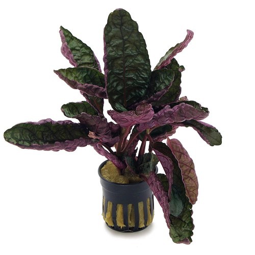 Purple Waffle Plant Live Hemigraphis Alternata Indoor House Easy Care