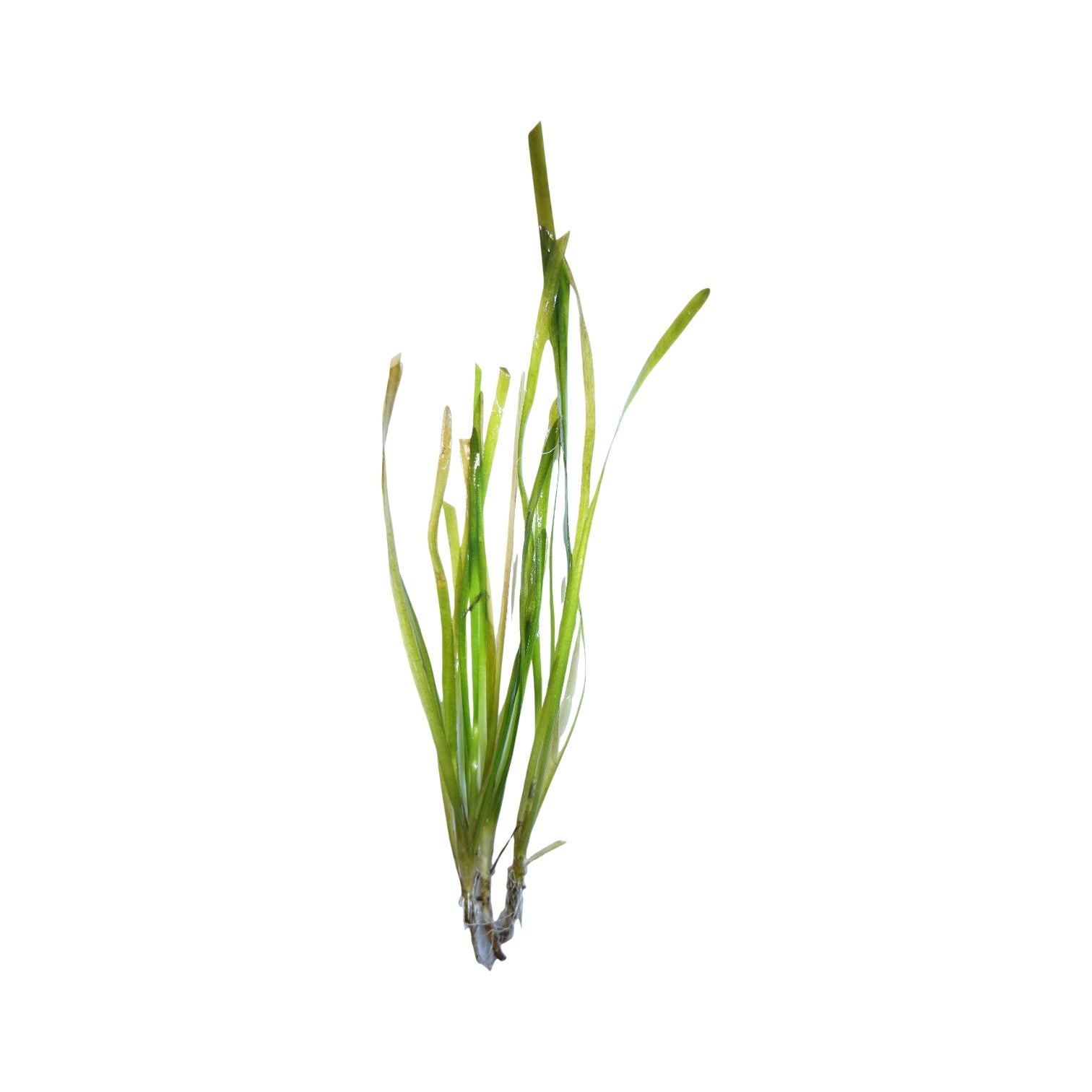 Vallisneria Italian Aquarium Freshwater Live Plants