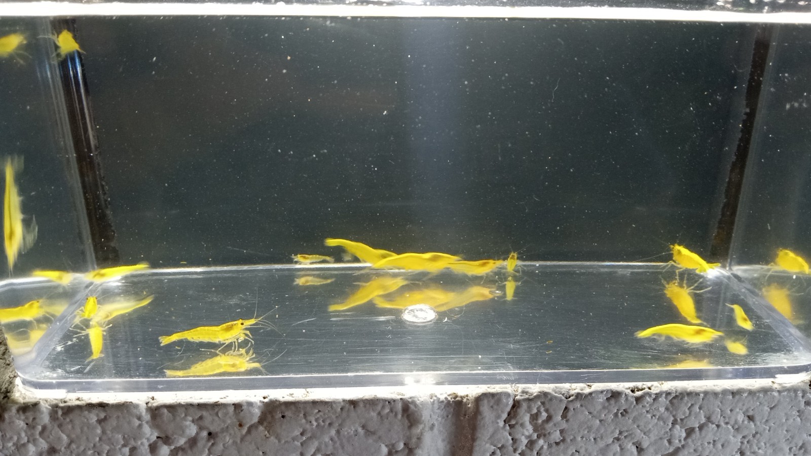 (10+) Neon Yellow Neocaridina Shrimp HIGH QUALITY – Pennsylvania Bred